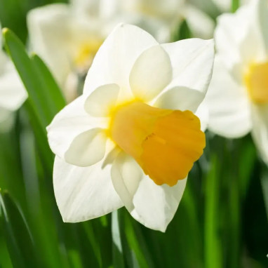 Narcisse trompette 'Orange Sunset' - Narcissus | Achat direct au producteur