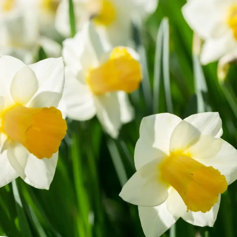 Narcisse trompette 'Orange Sunset' - Narcissus | Achat direct au producteur