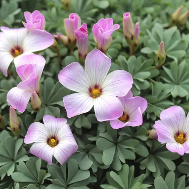 Oxalis adenophylla - Oxalis | Achat direct au producteur