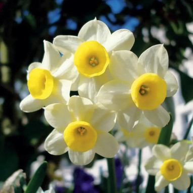 Narcisse 'Minnow' - Narcissus tazetta | Achat direct au producteur