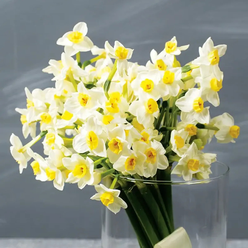 Narcisse 'Minnow' - Narcissus tazetta | Achat direct au producteur