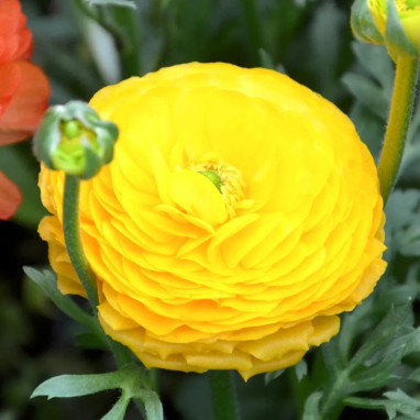 Renoncule Haute 'Jaune d'Or' - Ranunculus | Achat direct au producteur