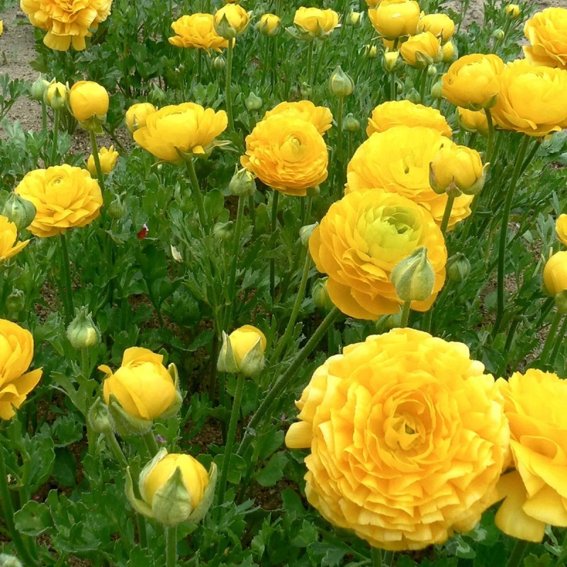 Renoncule Haute 'Jaune d'Or' - Ranunculus | Achat direct au producteur