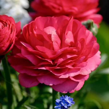 Renoncule Tomer Rose Foncé - Ranunculus | Achat direct au producteur