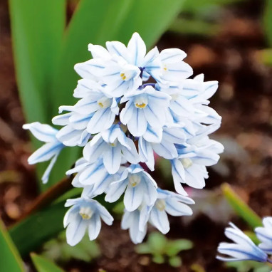Puschkinia libanotica - Scille rayée | Achat direct au producteur