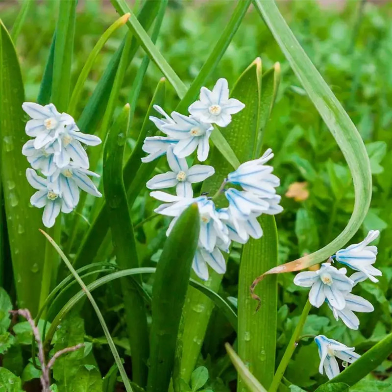 Puschkinia libanotica - Scille rayée | Achat direct au producteur