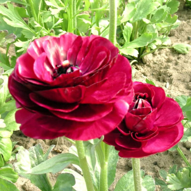 Renoncule Haute Pourpre - Ranunculus asiaticus | Achat producteur