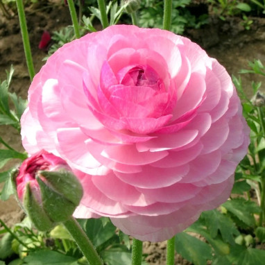 Renoncule Haute Rose - Ranunculus | Achat direct au producteur