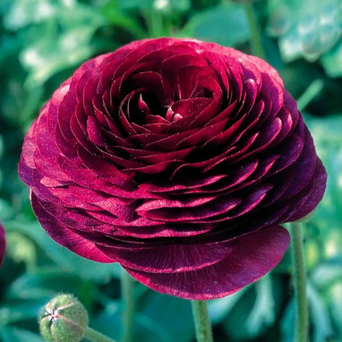 Renoncule Tomer Pourpre - Ranunculus | Achat direct au producteur