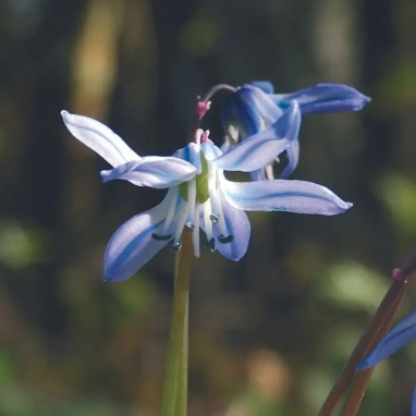 Scille bifolia bleue - Scilla | Achat direct au producteur