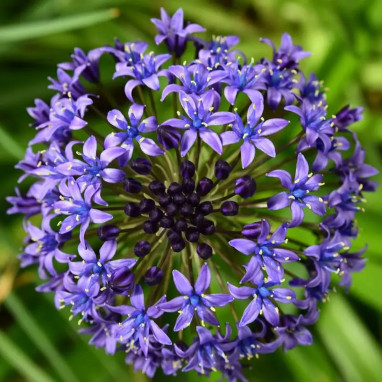 Scille du Pérou Bleue - Scilla peruviana | Achat direct au producteur