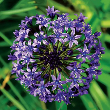 Scille du Pérou - Scilla peruviana | Achat direct au producteur