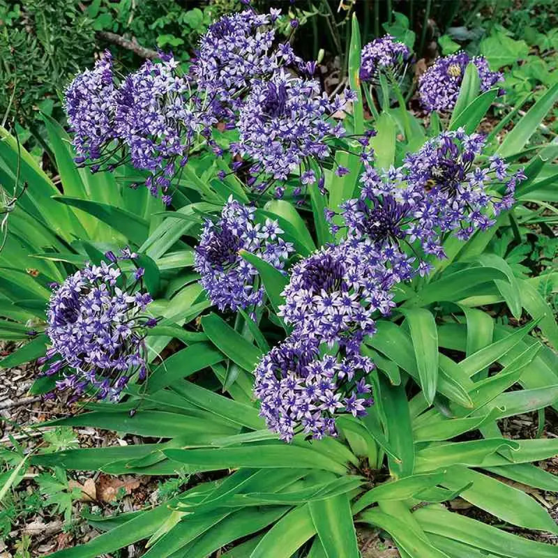 Scille du Pérou - Scilla peruviana | Achat direct au producteur