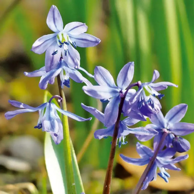 Scille de Sibérie 'Bleue' - Scilla siberica | Achat direct au producteur