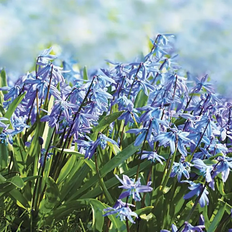 Scille de Sibérie 'Bleue' - Scilla siberica | Achat direct au producteur