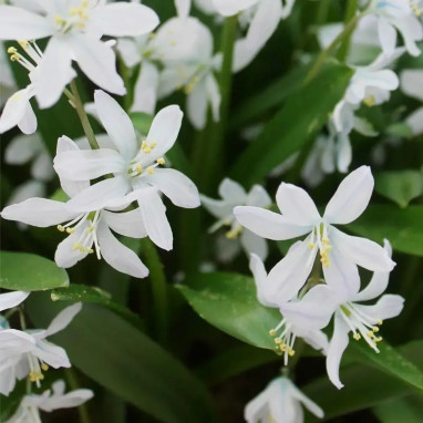 Scille de Sibérie 'Alba' - Scilla siberica | Achat direct au producteur
