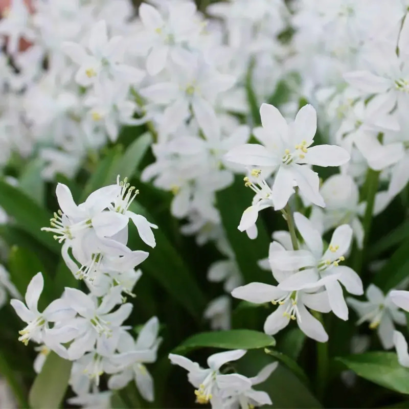 Scille de Sibérie 'Alba' - Scilla siberica | Achat direct au producteur