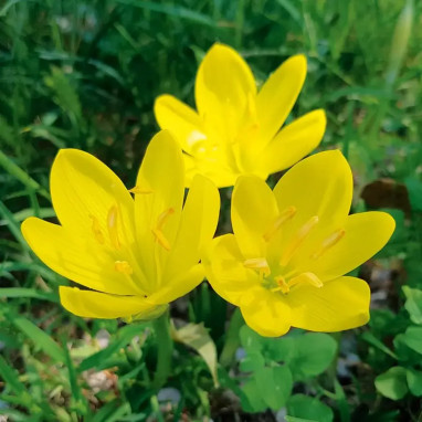 Sternbergia lutea - Crocus jaune d'automne | Achat producteur