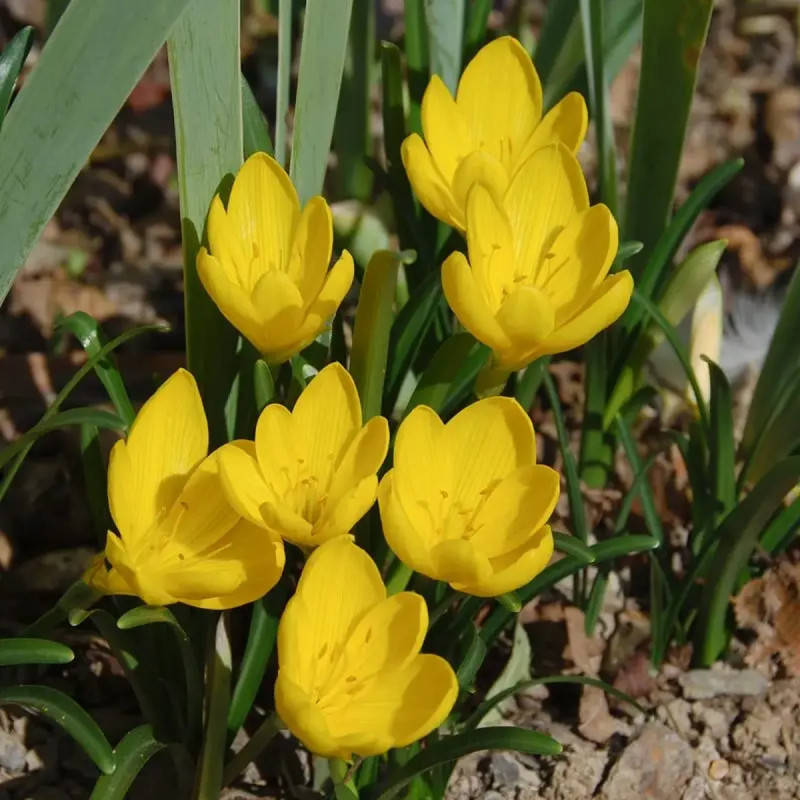 Sternbergia lutea - Crocus jaune d'automne | Achat producteur