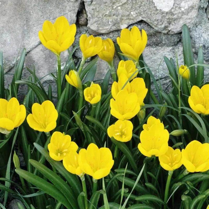 Sternbergia lutea - Crocus jaune d'automne | Achat producteur