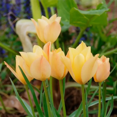 Tulipe Botanique Batalinii 'Bright Gem' - Tulipa | Achat producteur