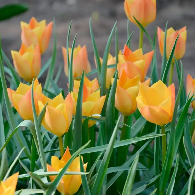 Tulipe Botanique Batalinii 'Bright Gem' - Tulipa | Achat producteur