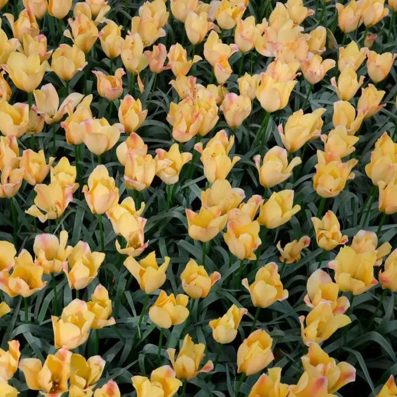 Tulipe Botanique Batalinii 'Bright Gem' - Tulipa | Achat producteur