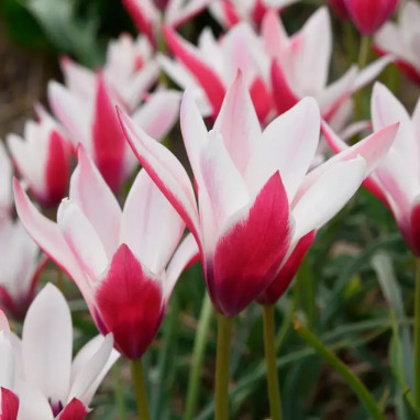 Tulipe botanique 'Peppermint Stick' - Tulipa | Achat producteur