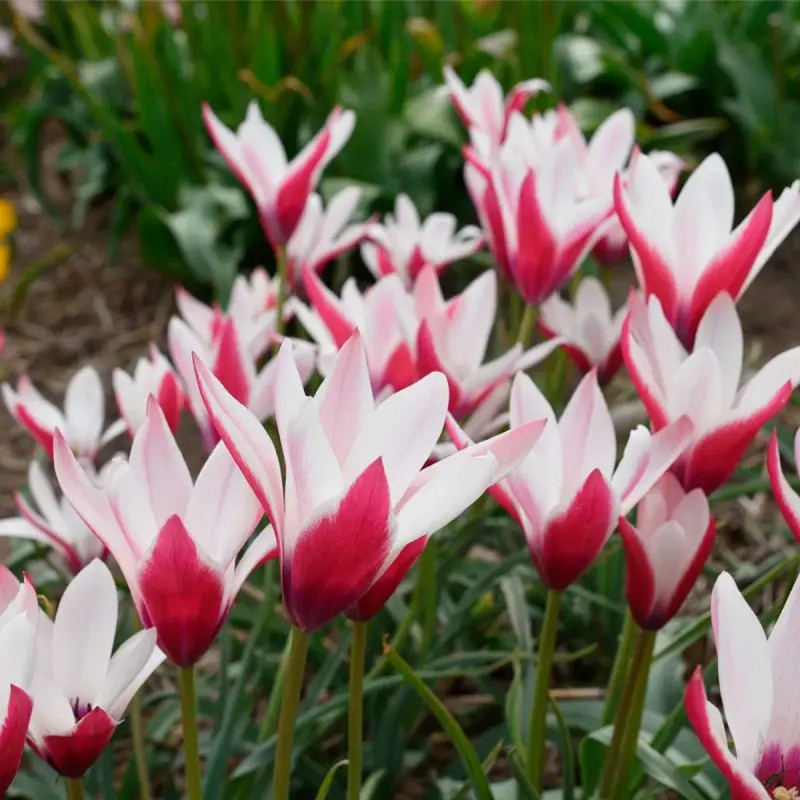 Tulipe botanique 'Peppermint Stick' - Tulipa | Achat producteur