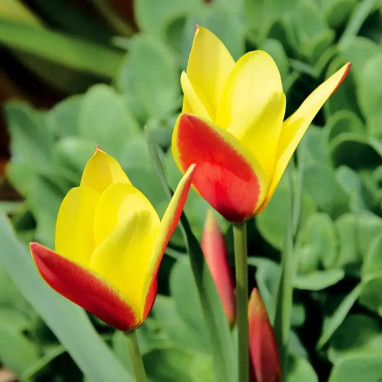 Tulipe Botanique Clusiana Chrysantha - Tulipa | Achat producteur