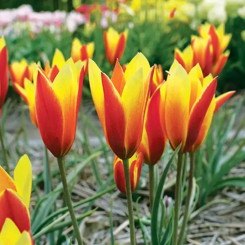 Tulipe Botanique Clusiana Chrysantha - Tulipa | Achat producteur