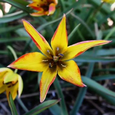 Tulipe Botanique Orphanidea Flava - Tulipa | Achat direct au producteur