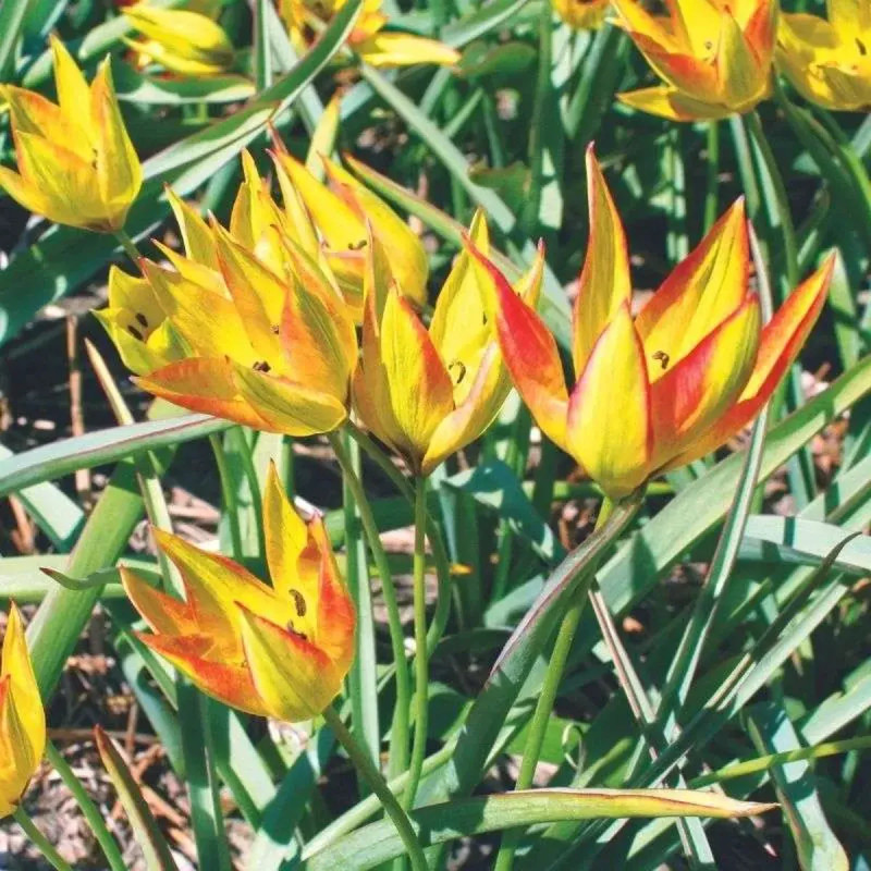 Tulipe Botanique Orphanidea Flava - Tulipa | Achat direct au producteur