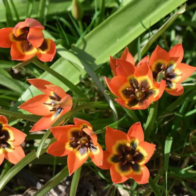 Tulipe botanique 'Little Princess' - Tulipa | Achat producteur