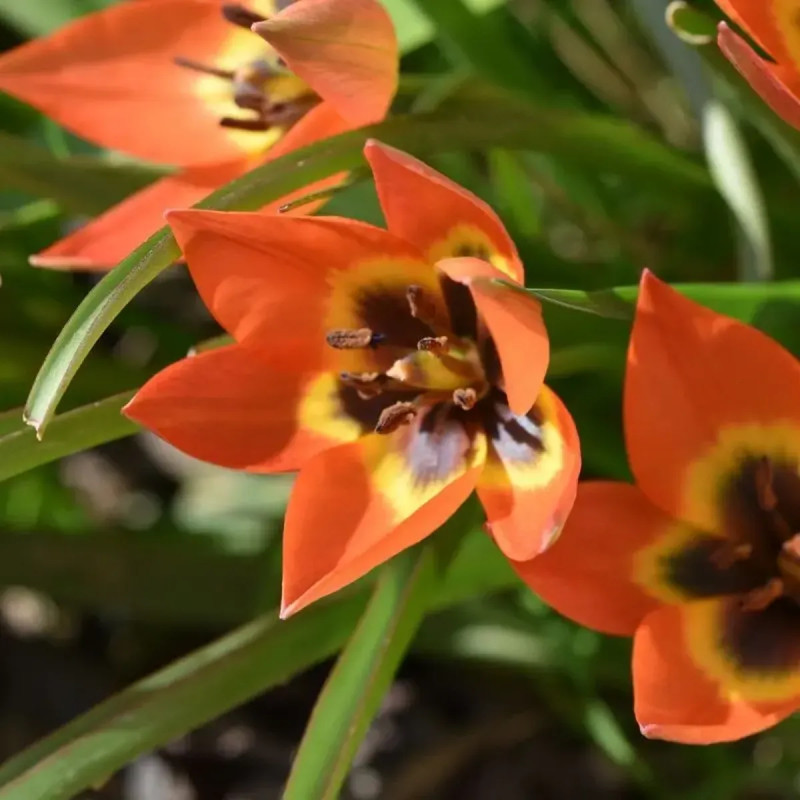Tulipe botanique 'Little Princess' - Tulipa | Achat producteur