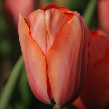 Tulipe Darwin Hybride 'Apricot Impression' | Achat producteur
