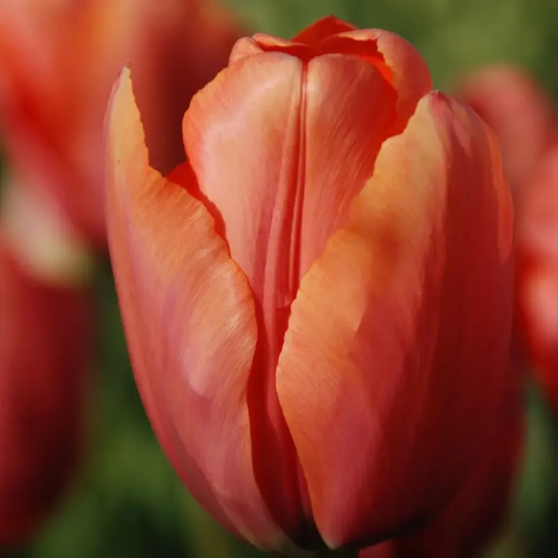 Tulipe Darwin Hybride 'Apricot Impression' | Achat producteur