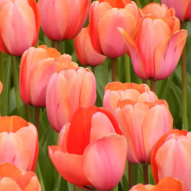 Tulipe Darwin Hybride 'Apricot Impression' | Achat producteur