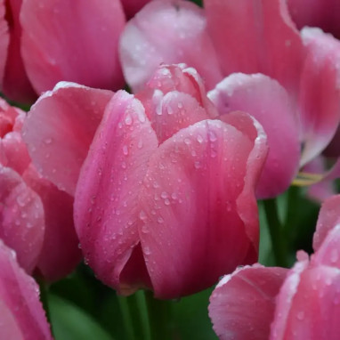 Tulipe Darwin Hybride 'Big Love' - Tulipa | Achat producteur
