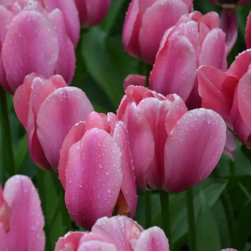 Tulipe Darwin Hybride 'Big Love' - Tulipa | Achat producteur