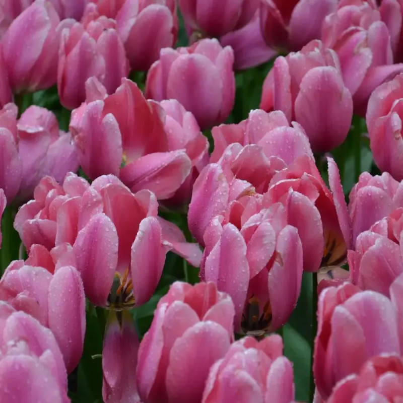 Tulipe Darwin Hybride 'Big Love' - Tulipa | Achat producteur