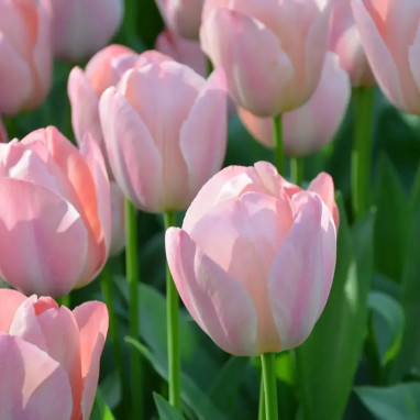 Tulipe Darwin Hybride 'Mystic Van Eijk' - Tulipa | Achat producteur