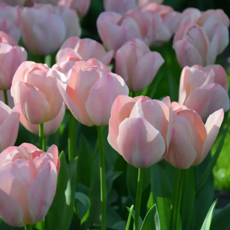 Tulipe Darwin Hybride 'Mystic Van Eijk' - Tulipa | Achat producteur