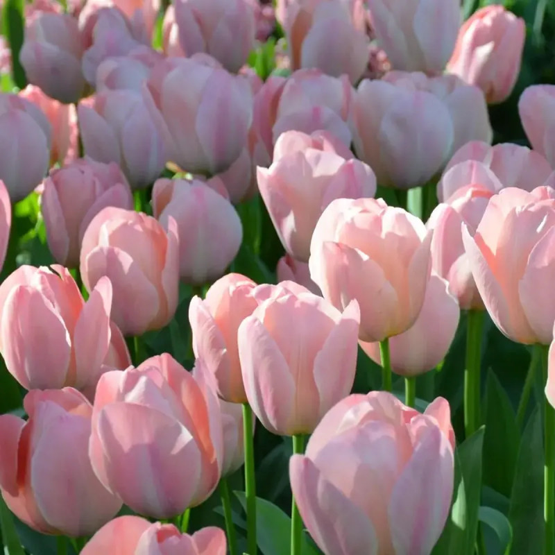 Tulipe Darwin Hybride 'Mystic Van Eijk' - Tulipa | Achat producteur