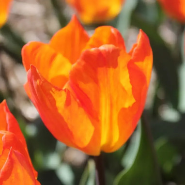 Tulipe Darwin Hybride 'Orange Van Eijk' - Tulipa | Achat producteur