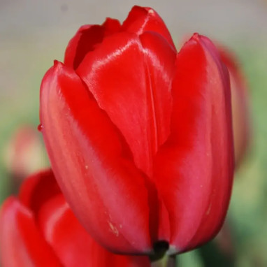Tulipe Darwin Hybride 'Red Impression' - Tulipa | Achat producteur