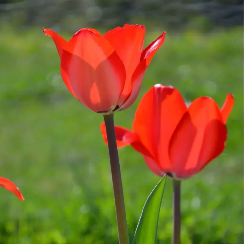 Tulipe Darwin Hybride 'Red Impression' - Tulipa | Achat producteur