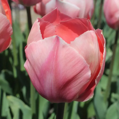 Tulipe Darwin Hybride 'Salmon Van Eijk' - Tulipa | Achat producteur