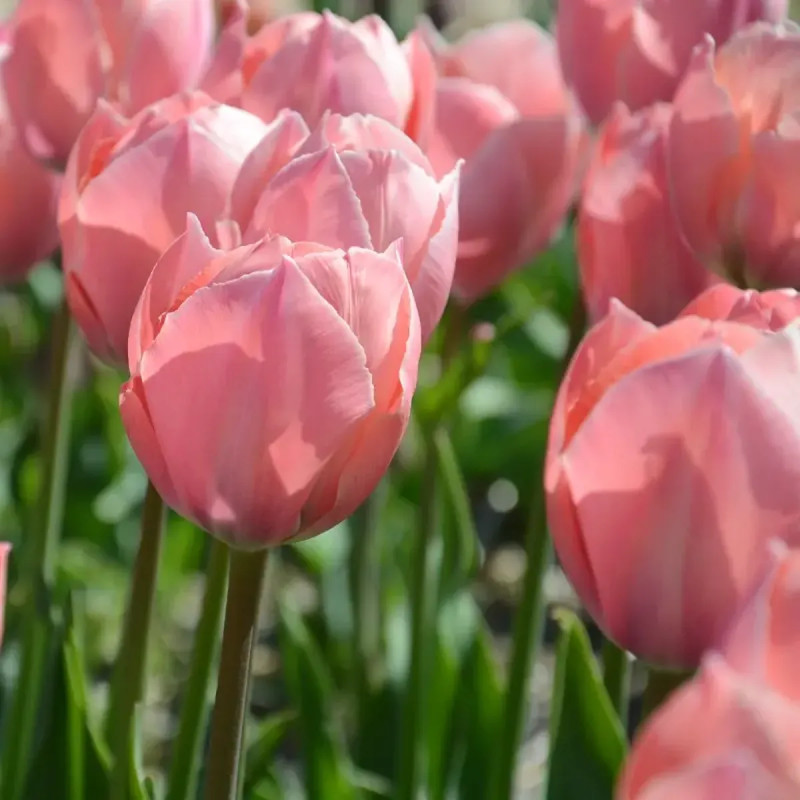 Tulipe Darwin Hybride 'Salmon Van Eijk' - Tulipa | Achat producteur