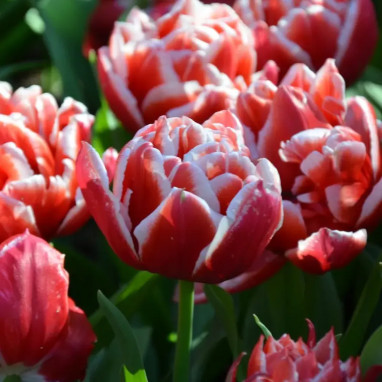 Tulipe Double Hâtive 'Concorde' - Tulipa | Achat direct au producteur